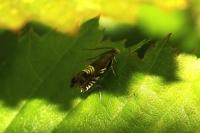 Grapholita compositella