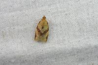 Clepsis consimilana