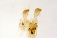 Metzneria metzneriella