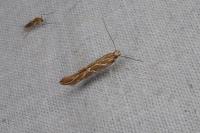 Pyroderces argyrogrammos