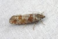 Rhyacionia