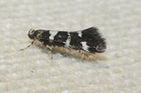 Denisia luctuosella