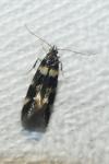 Denisia luctuosella