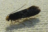 Monopis