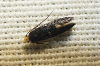 Monopis