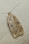 Agonopterix arenella
