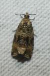 Celypha lacunana