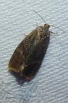 Ptycholoma lecheana