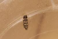 Bryotropha