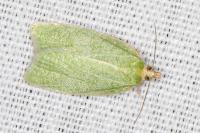 Tortrix viridana