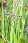 Oxyptilus