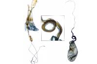 Blastobasis glandulella