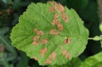 Coleophora serratella