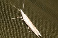 Ypsolopha mucronella