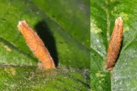 Coleophora serratella