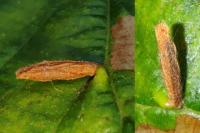 Coleophora serratella