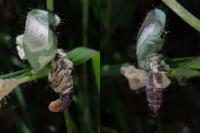 Coleophora discordella