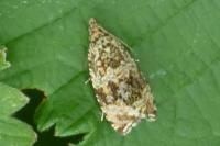 Celypha lacunana