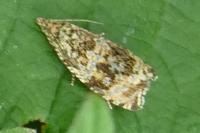 Celypha lacunana