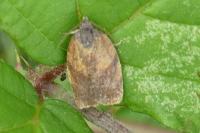 Cacoecimorpha pronubana