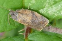 Cacoecimorpha pronubana