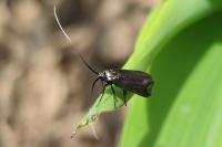 Adela reaumurella