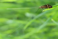 Nemophora degeerella