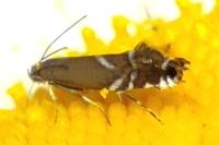 Glyphipterix simpliciella