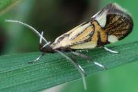 Alabonia geoffrella