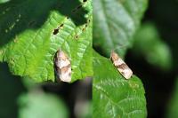 Syndemis musculana