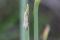 Bactra lancealana