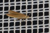 Coleophora
