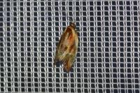 Eulia ministrana