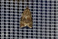 Celypha lacunana