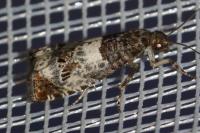 Notocelia trimaculana