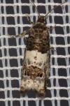 Notocelia trimaculana