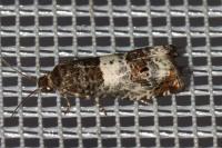 Notocelia trimaculana