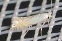 Phyllonorycter harrisella