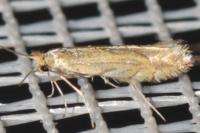 Phyllonorycter quercifoliella