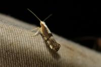 Argyresthia spinosella