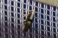 Argyresthia spinosella