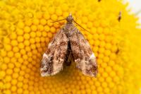 Anthophila fabriciana