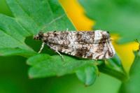 Celypha lacunana
