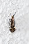 Esperia sulphurella