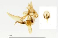 Cochylis nana