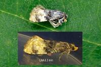 Cochylis nana