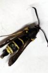 Paranthrene tabaniformis
