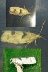 Epinotia bilunana