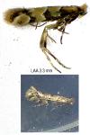 Phyllonorycter trifasciella