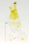 Phyllonorycter trifasciella